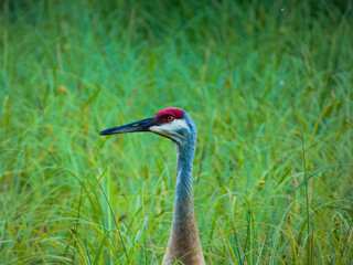 Magnificent Sandhill Crane