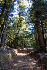 A Beautiful Trail through a Wooded Area with Interesting Lighting