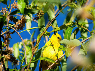 Yellow Warbler