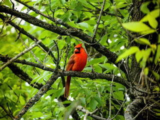 Forest Cardinal