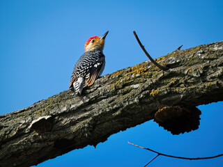 Red-Bellied Woodpecker
