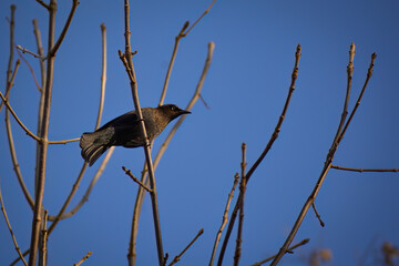 Perched Rusty Blackbird