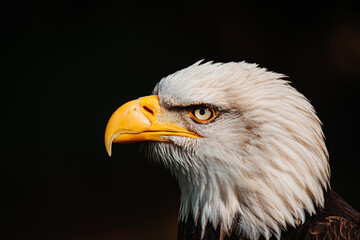 american bald eagle
