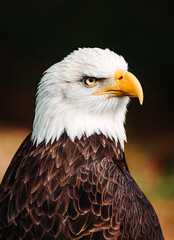 portrait of the eagle