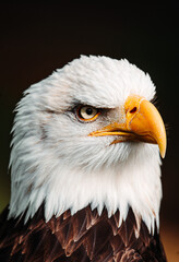 Fototapeta premium american bald eagle