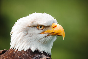 american bald eagle