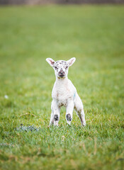 Fototapeta premium Lamb