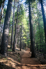 Obraz premium Castle Crag California State Park looking at the Trail winding up the Mountain