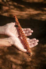 A Beautiful Mature Woman's Hand holding a Chewed Pine Cone that was eaten by animals 