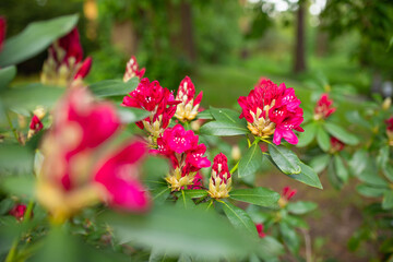 Pink rhododendron flower buds prepare to bloom in the spring sunshine. Beautiful pink rhododendron...