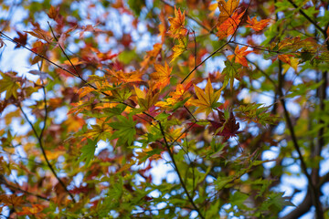 秋, 木, 葉, 紅葉,自然, 落ちる, 黄色, ブランチ, 季節, 赤, 緑, 森, 空, 色, 木の葉, オレンジ, 明るい, とぶ, ナチュラル, 青, アウトドア, 植物