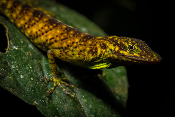 Close up of an O'Shaughnessy's Anole (Anolis gemmosus) on a leaf in its environment in the cloudforest in Ecuador. 

Reptile portraits. Wildlife photography. Fauna in outdoors.