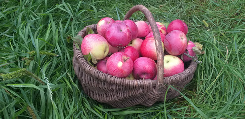 Red apples in a wicker basket among the green grass