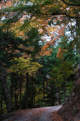 身延山のハイキング西コースの紅葉