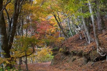 身延山のハイキング西コースの紅葉