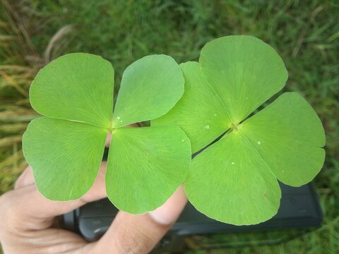 Clover plants thrive on the edge of the rice field 