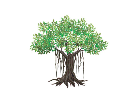 Banyan tree vector illustrations, hand drawn art isolated on white.