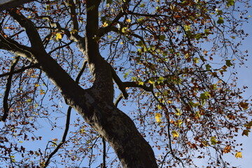 Platane im spät Herbst