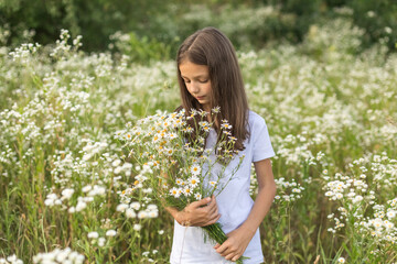 Naklejka na ściany i meble Portrait of a girl in a white T-shirt on a blooming field of daisies with a bouquet in her hands. A field of daisies on a sunny summer day. Selective focus.
