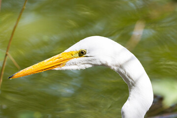 great egret hunting in a brazilian lake