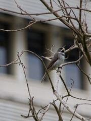 Coleiro / Papa-Capim 
(Sporophila caerulescens)
