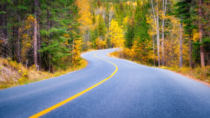 Fototapeta premium The road through the woods. Asphalt road and turns between trees. The forest background. Composition in the fall. Photo for wallpaper.