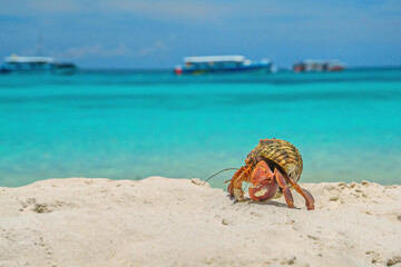 Crabs on the white sand beach.