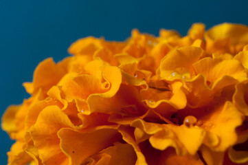Macro photograph of a yellow flower