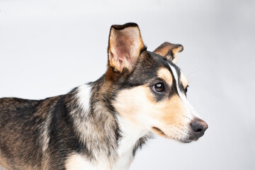 headshot of a puppy on a white background