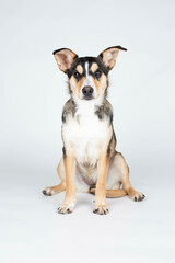 Cute mutt puppy on a white background