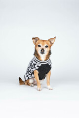 Small dog on white background wearing black and white, skull sweater