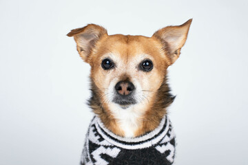 Headshot of small dog in black and white sweater on white background
