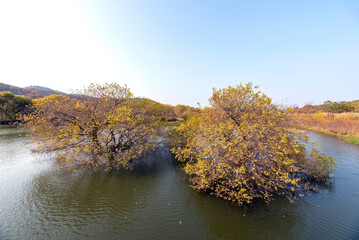 논산 탑정호의 물에 잠긴 나무