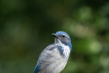 A curious California jay