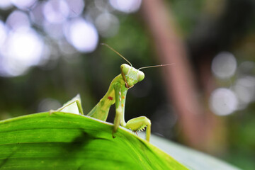 praying mantis on leaf