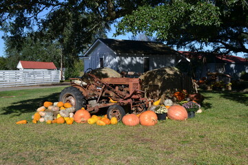 Tractor, shed and mini pumpkins in the yard