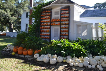 Wooden white wall with many of orange mini pumpkins