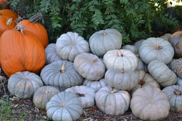 White pumpkins in the garden