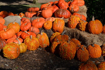 Pumpkins decoration for Thanksgiving