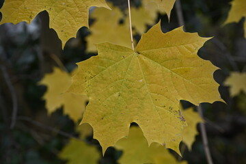 Fototapeta na wymiar maple leaves, autumn in forest