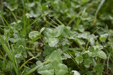 water drops on the clover