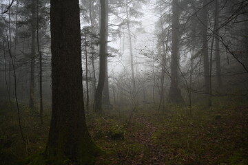 fog in the forest, cold autumn day