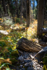 mossy sun lit log in the backcountry of Kootenay National Park