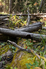 fallen logs amongst the fall berries in Kootenay National Park