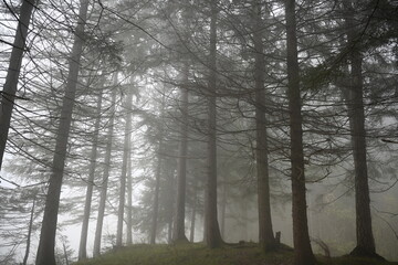 Fototapeta na wymiar fog in the woods, cold autumn day