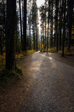 sun lit path back from johnston canyon at sunset