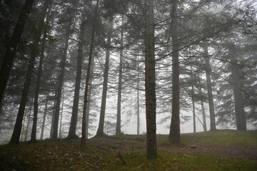 Obraz premium trees in the forest
