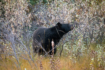 black bear getting ready for winter eating from bushes in banff national park