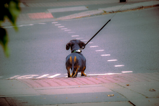 two dogs playing on the street