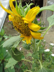 sunflowers that bloom and grow in front of the house